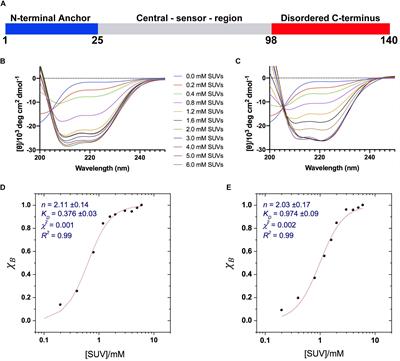 A Role of Cholesterol in Modulating the Binding of α-Synuclein to Synaptic-Like Vesicles